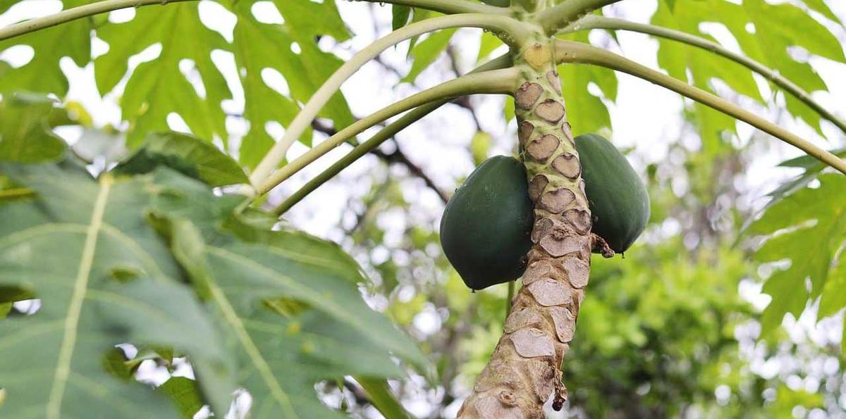 7 Manfaat Kesehatan yang Luar Biasa dari Daun Pepaya