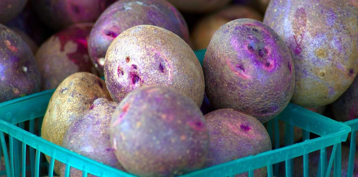 6 Manfaat Makan Kentang Ungu, Menghilangkan Stres hingga Cegah Kanker