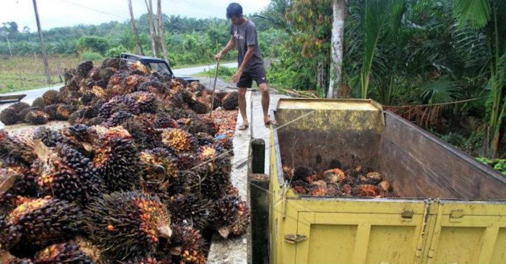 Indonesia Desak Belanda Agar Diperlakukan Adil dalam Perdagangan Sawit