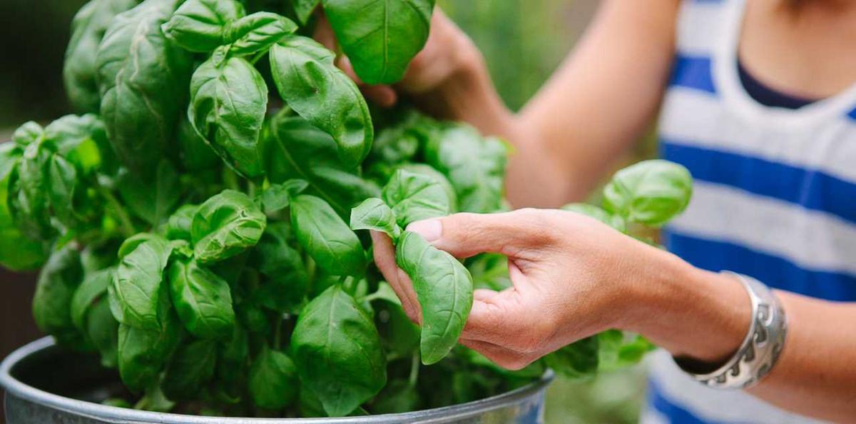 6 Manfaat Super Daun Kemangi untuk Kecantikan Kulit