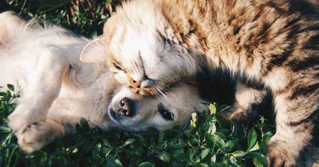 Belum Ada Bukti Covid-19 Bisa Menginfeksi Anjing dan Kucing
