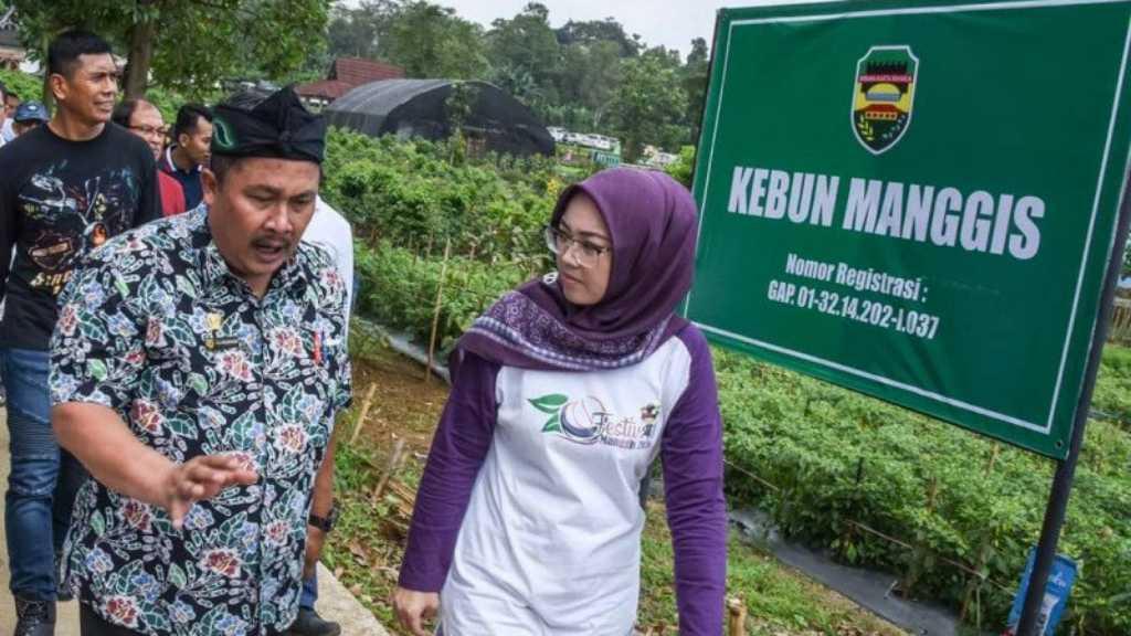 Kementan Dorong Manggis Wanayasa Milik Purwakarta Diekspor ke Rusia