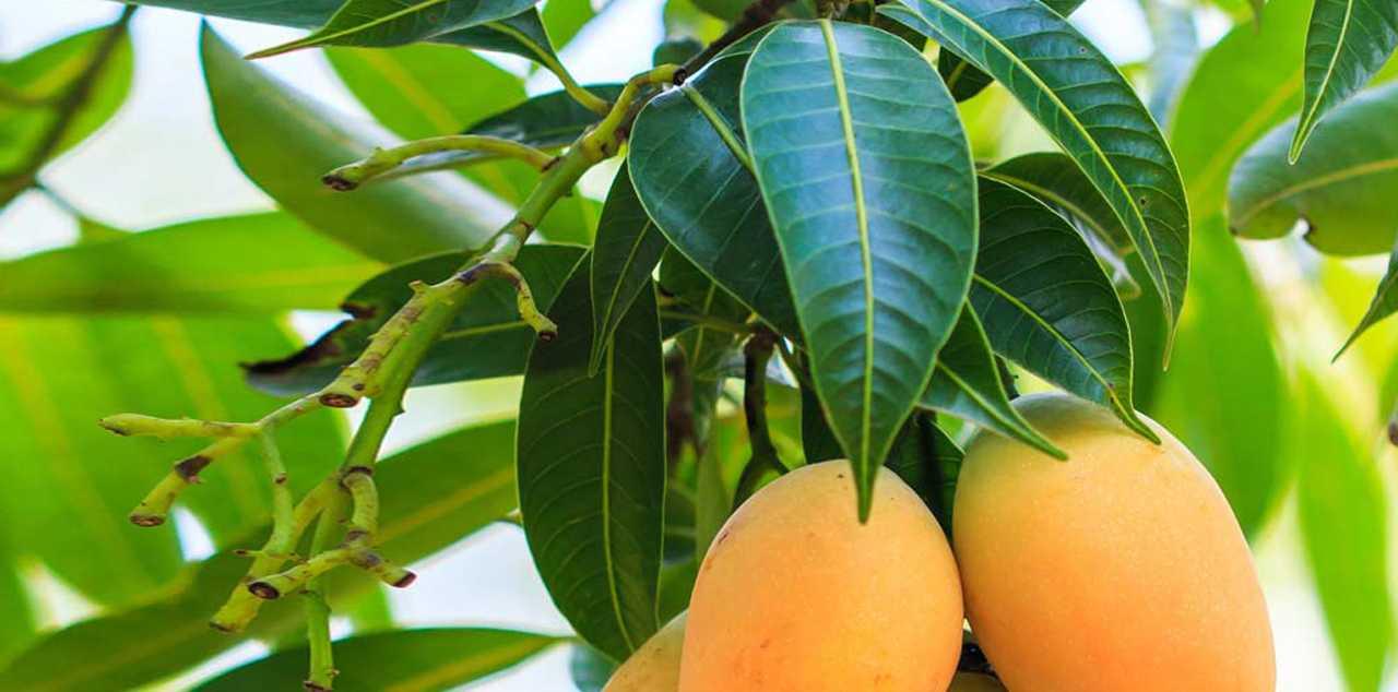 5 Manfaat Daun Mangga yang Jarang Diketahui bagi Kesehatan