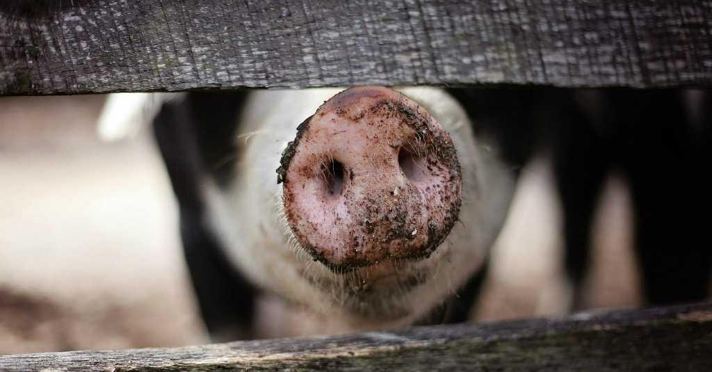 Ribuan Babi di NTT Mati Diduga Tertular Virus dari Timor Leste