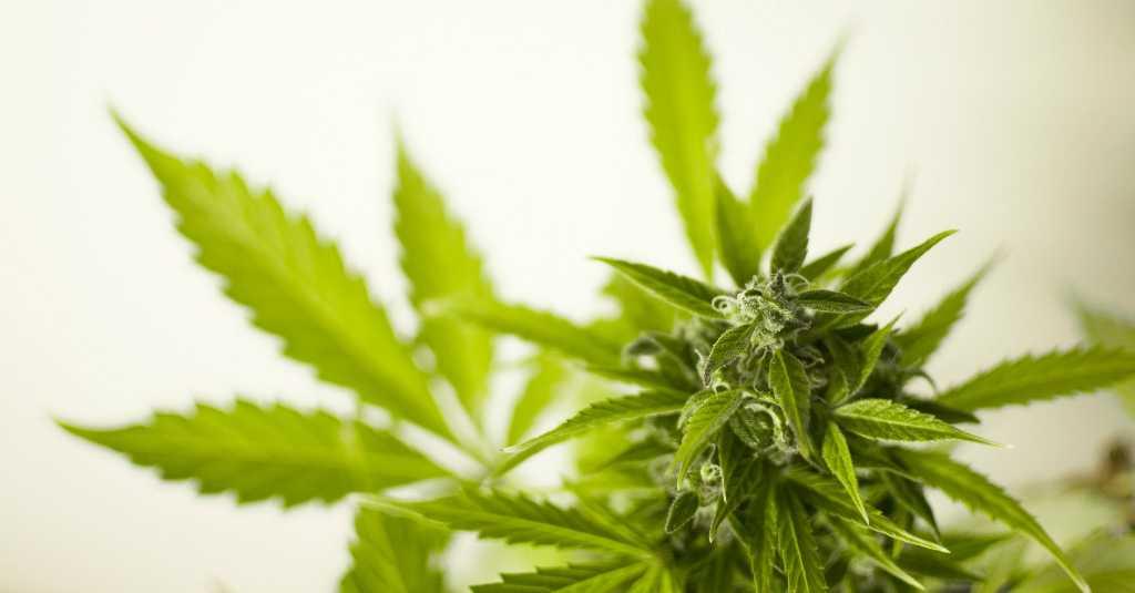 Buka Saat 'Lockdown', Antrean Toko Ganja di San Francisco Mengular