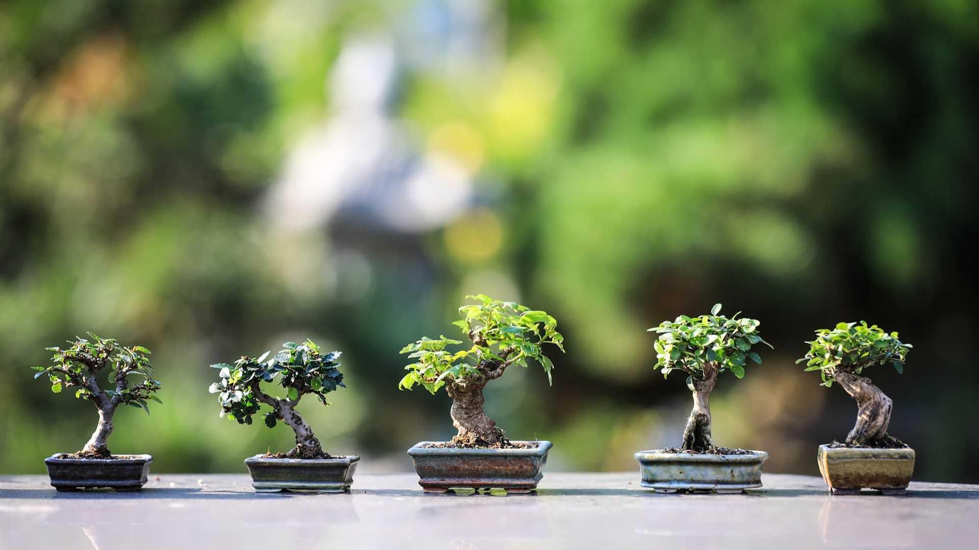 5 Tips Merawat Bonsai yang Bisa Dilakukan di Rumah