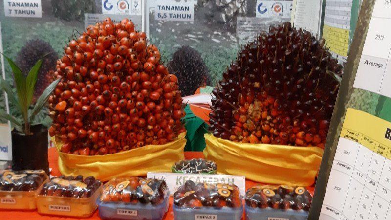 Harga Tandan Buah Segar Sawit di Kalbar Ikut Anjlok Imbas Wabah Korona