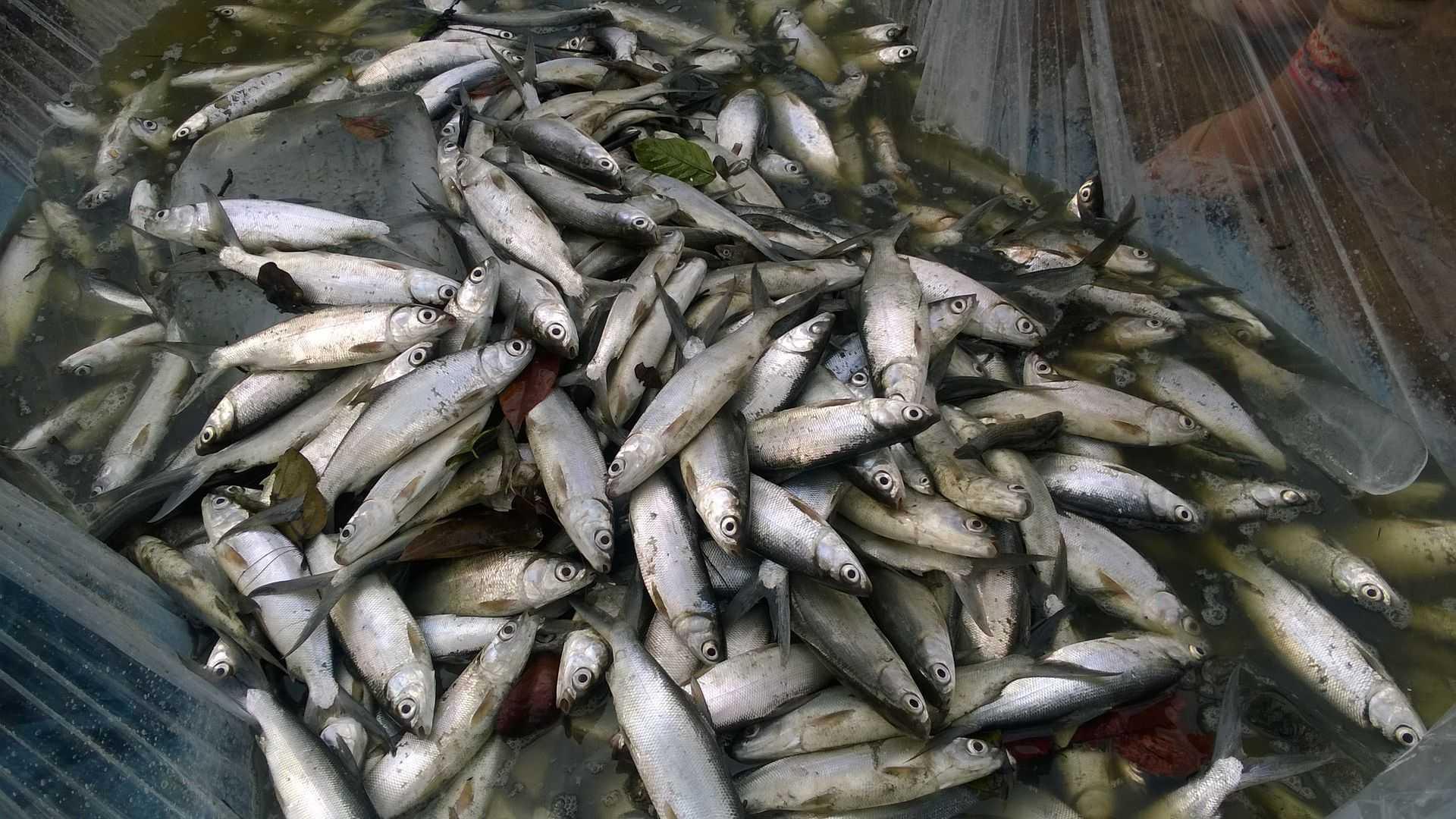 KKP Tebar 2,7 Juta Benih Ikan Lokal di Awal Tahun 2020