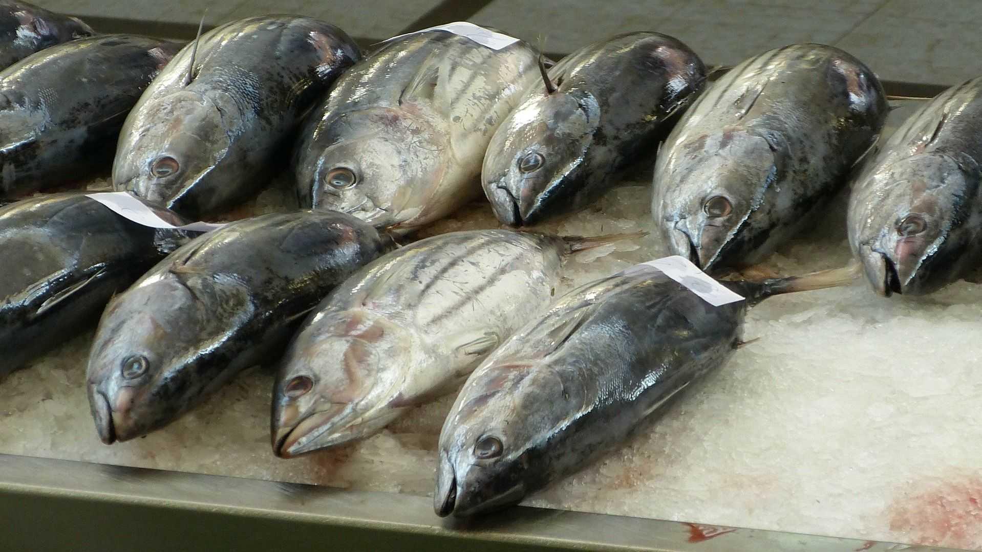 5 Ikan Laut Kaya Gizi yang Bisa Jadi Alternatif Makanan Sehat Anda