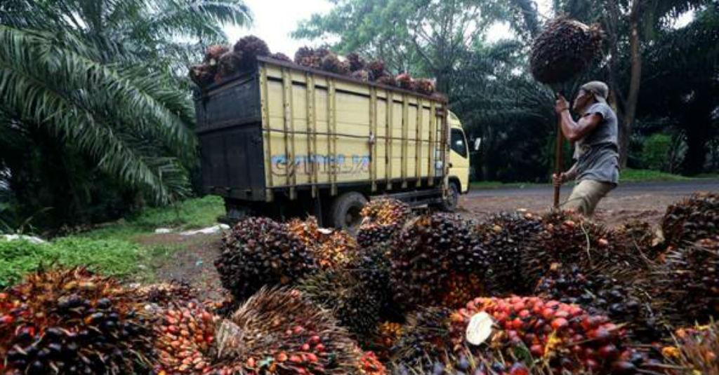 Industri Sawit 'Harap-harap Cemas' Soal Prediksi Puncak Korona Bulan Juni