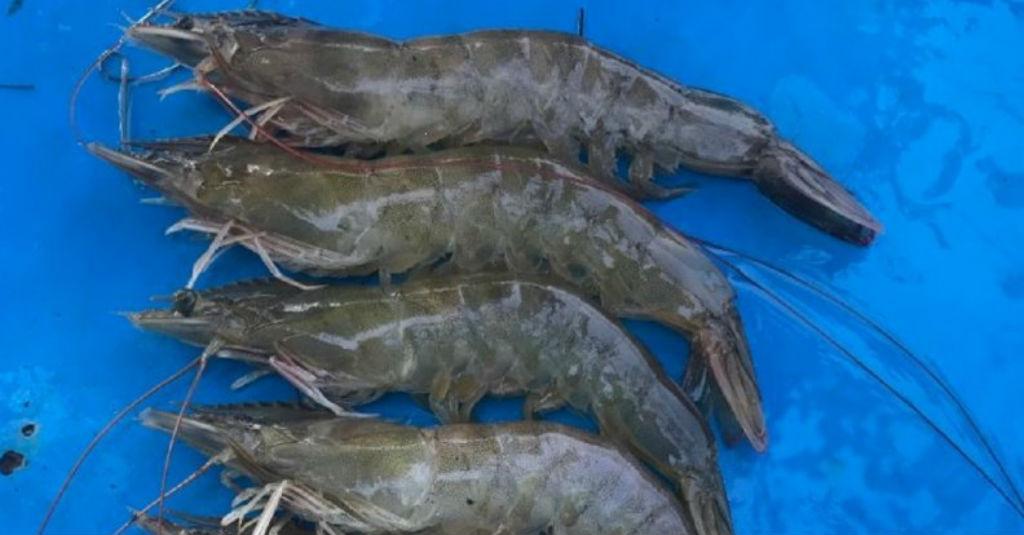 Meski Diterjang Virus Korona, KKP Tetap Genjot Produksi Udang Nasional