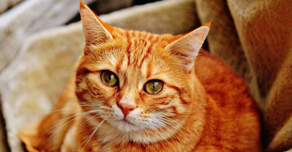 Seekor Kucing di Hong Kong Positif Tertular Virus Korona