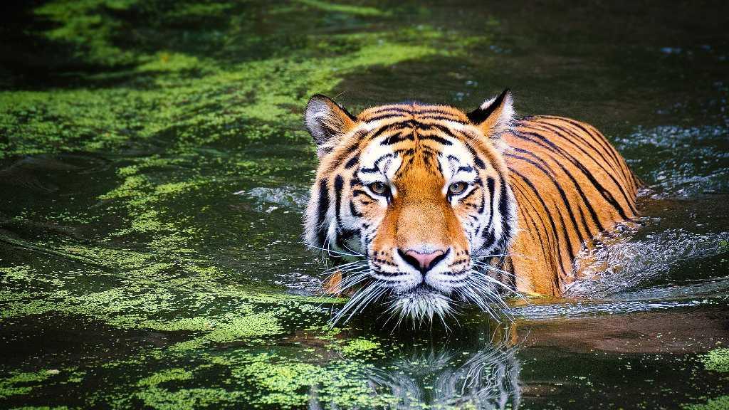 Kasus Pertama! Harimau di Kebun Binatang New York Positif Korona