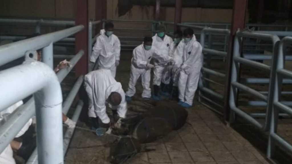 Pakar Patologi Beberkan Bahaya Zoonosis di Tengah Pandemi Korona