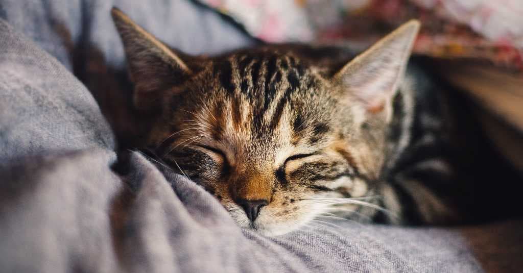 Studi Terbaru, Kucing Lebih Rentan Tertular Korona
