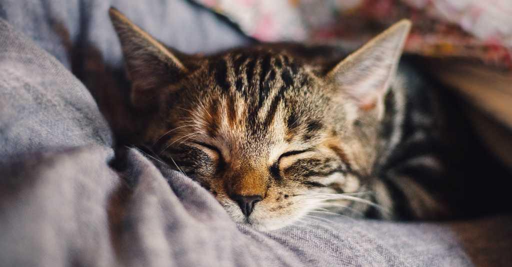 Studi Terbaru, Kucing Lebih Rentan Tertular Korona