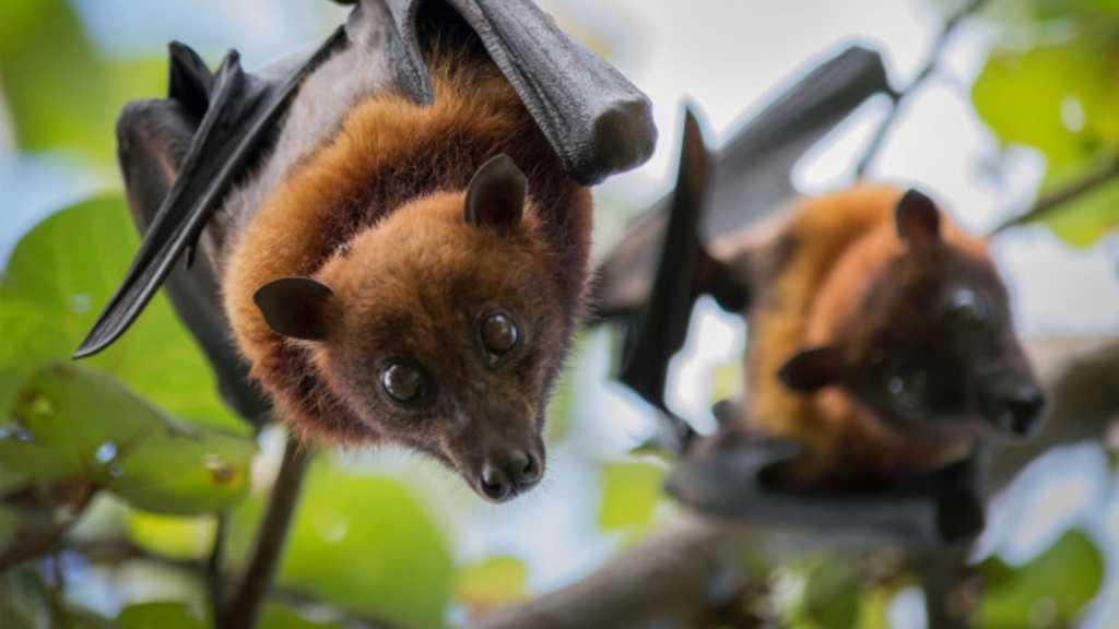 Penelitian Temukan 6 Virus Korona Tambahan di Kelelawar