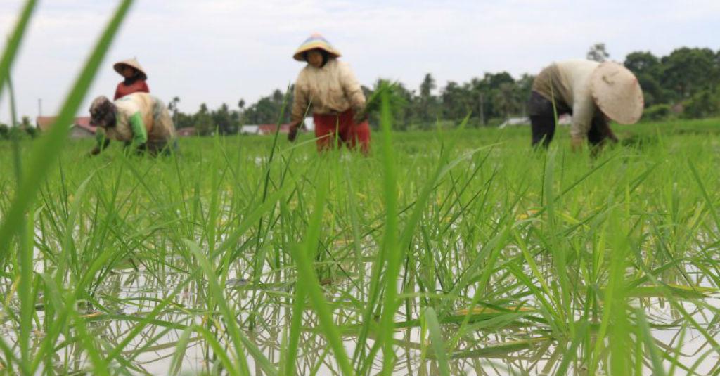 BPS: Upah Nominal Buruh Tani pada Maret Naik 0,15 Persen