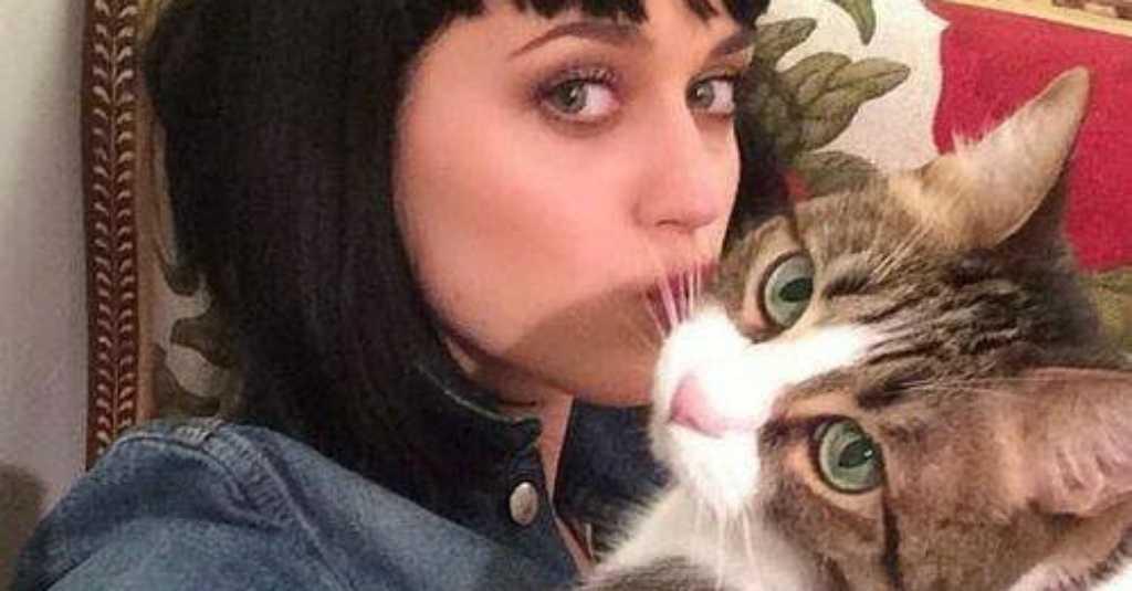 15 Tahun Dipelihara, Kucing Kesayangan Katy Perry Mati