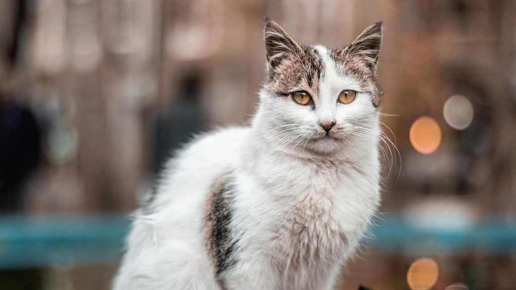 Biadab! Remaja Ini Terekam CCTV Cabuli Kucing di Bukit Panjang Singapura