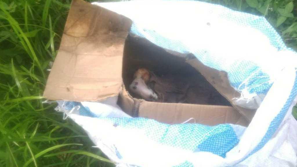 Jasad Bayi di Dalam Kardus Bikin Geger Jambi, Polisi Lakukan Identifikasi