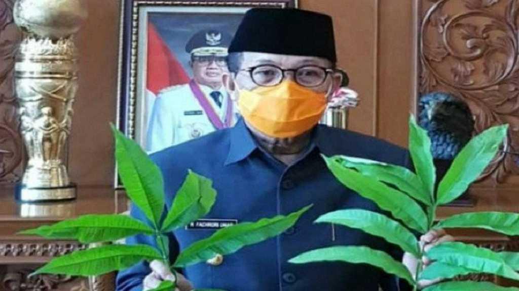 Mengenal Daun Sungkai yang Diteliti untuk Mengobati Pasien Korona