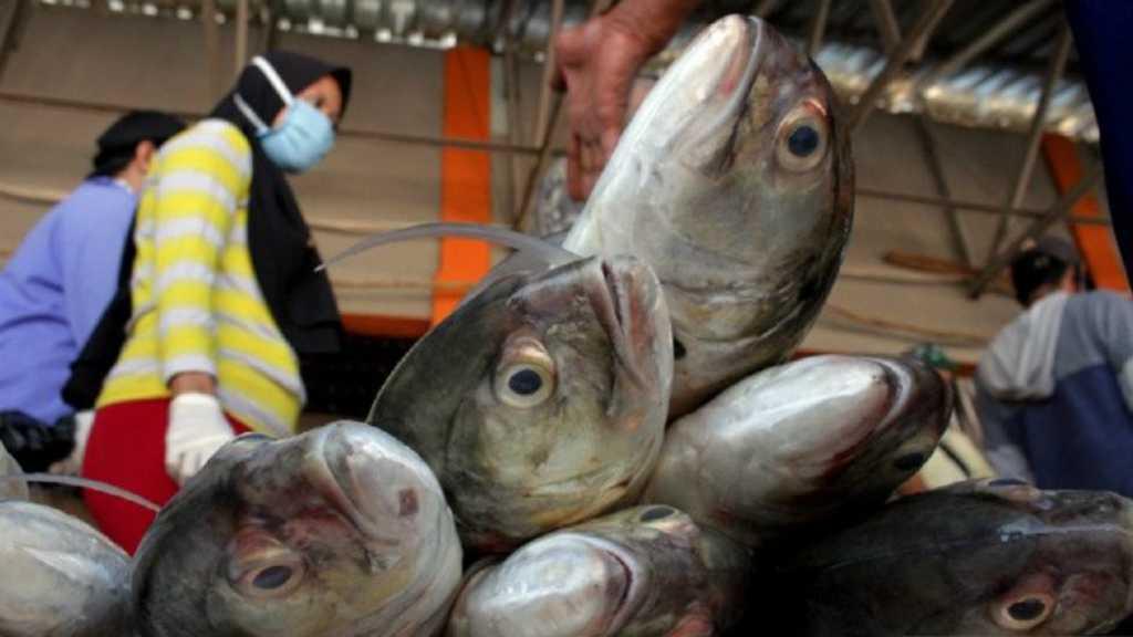 Janji KKP untuk Jaga Stabilitas Ikan saat Pandemi Korona