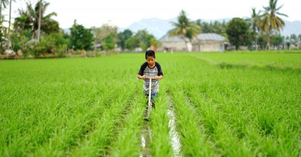 Begini 3 Jurus Presiden Jokowi Hadapi Musim Kemarau yang Berat