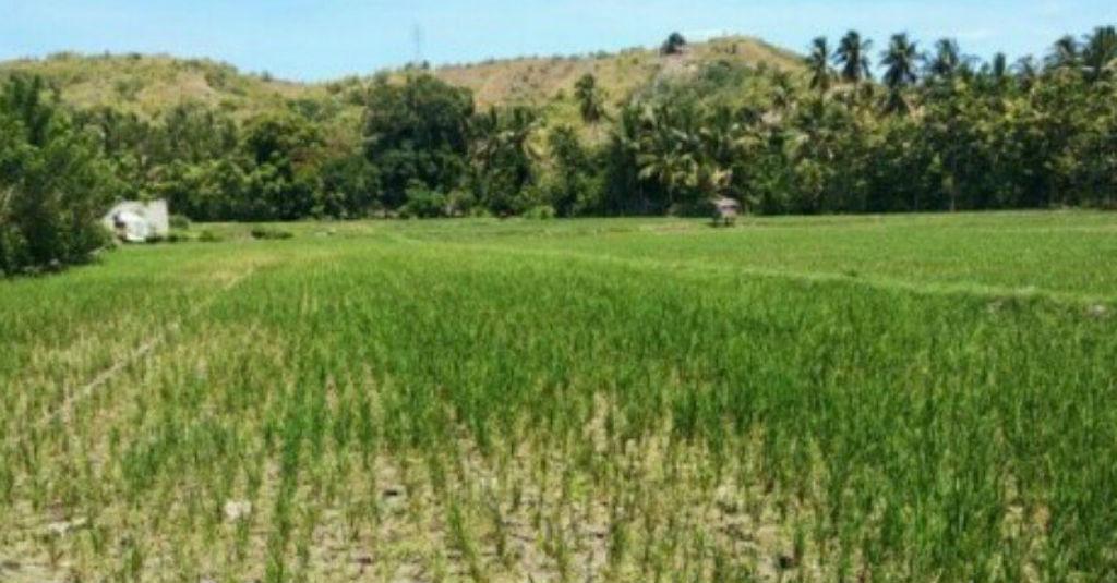 Puluhan Hektare Sawah Terancam Gagal Panen