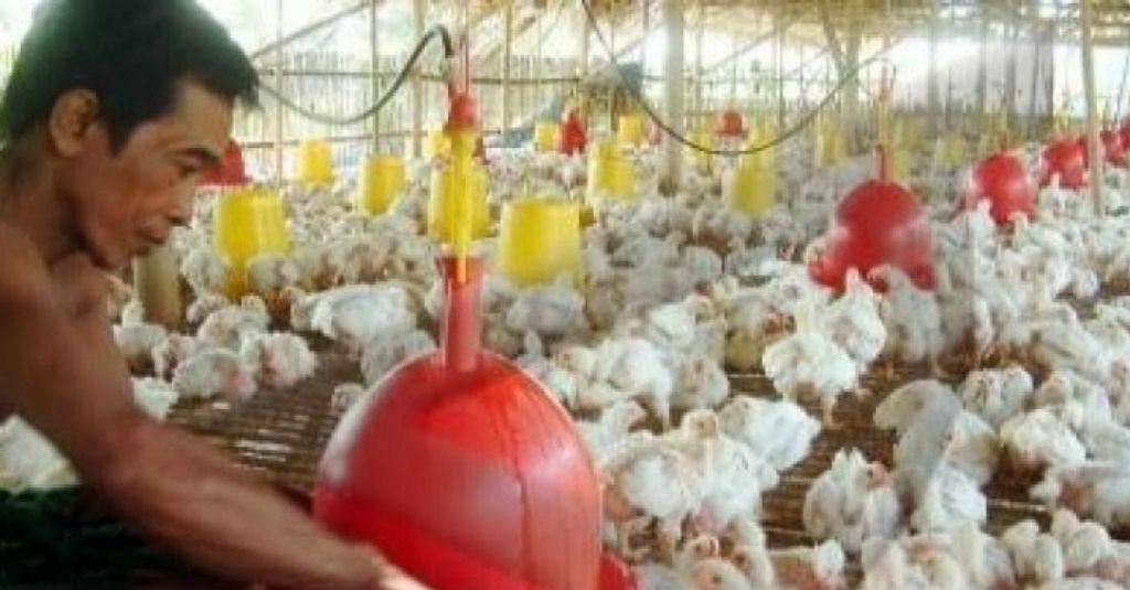 Kementan Ajak Perusahaan untuk Beli Ayam Milik Peternak