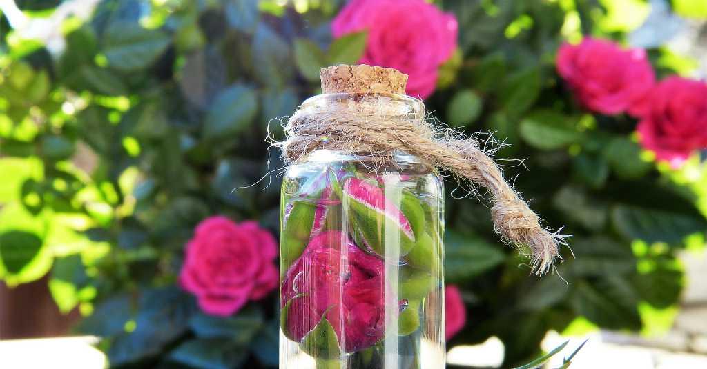 Air Mawar Ampuh Obati Kulit Terbakar Matahari