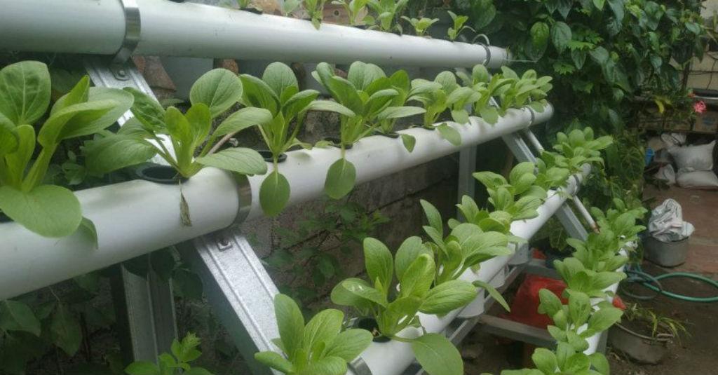 Ilmuwan: Sistem Hidroponik Bisa Obati Stres Selama COVID-19