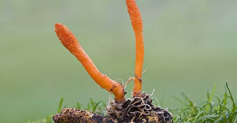 Dipercaya Bisa Lawan Korona, Jamur Cordyceps Siap Diuji Klinis