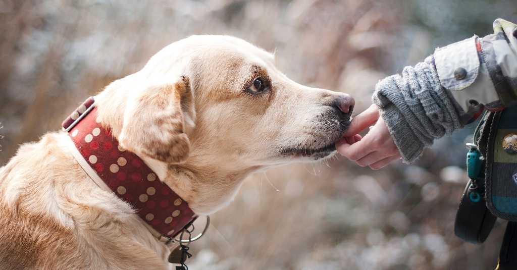 Biadab! Pria Asheville Ini Ditahan Usai Bunuh Anjing Tanpa Alasan Jelas