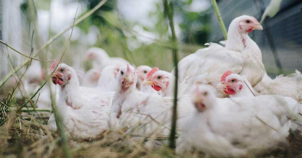 Jelang Idul Fitri, Kementan Laporkan Harga Ayam Membaik