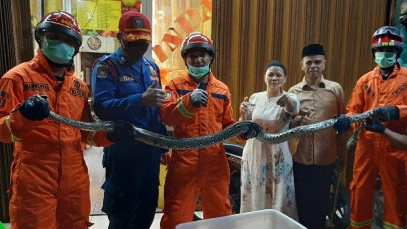 Pemadam Kebakaran Evakuasi Ular Sancar 3,5 Meter yang Berkeliaran di Pemukiman Bogor