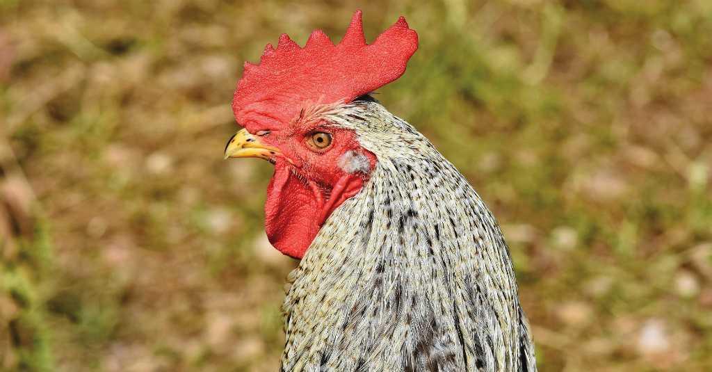 Masak Ayam Kampung Tak Lagi Bau Amis dengan Cara Ini