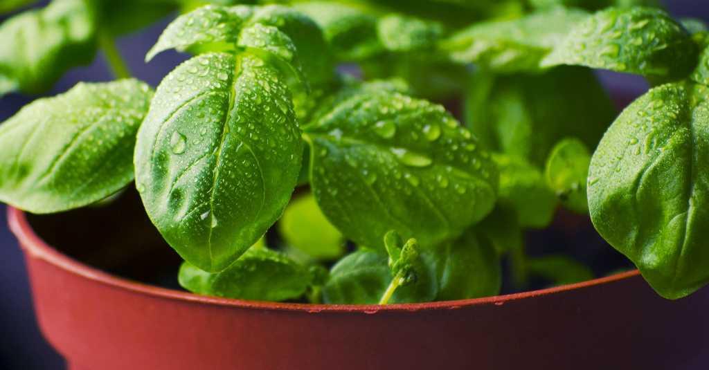 Bercocok Tanam Rempah Bisa Jadi Cara Seru Isi Waktu Selama di Rumah