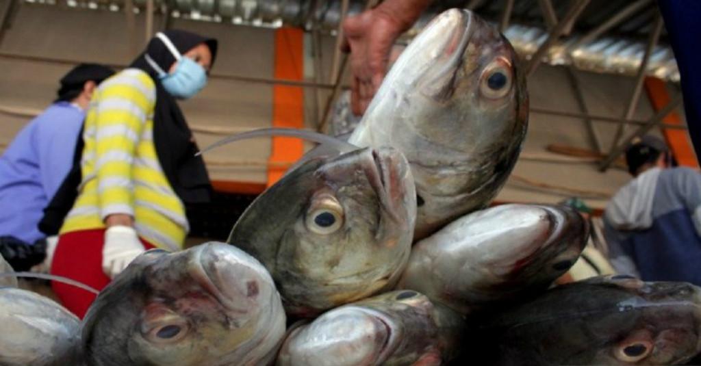 Pengamat Ingatkan Jangan Jadikan Sumber Daya Laut sebagai ATM Pembangunan