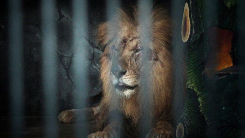 Seorang Petugas Kebun Binatang Luka Parah Usai Diterkam Seekor Singa