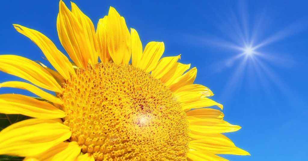 5 Manfaat Minyak Bunga Matahari untuk Perawatan Kulit