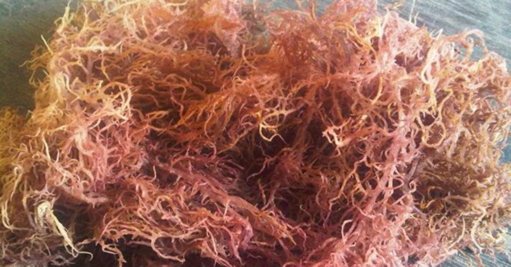 KKP Tak Hanya Ingin Indonesia Ekspor Rumput Laut Mentah