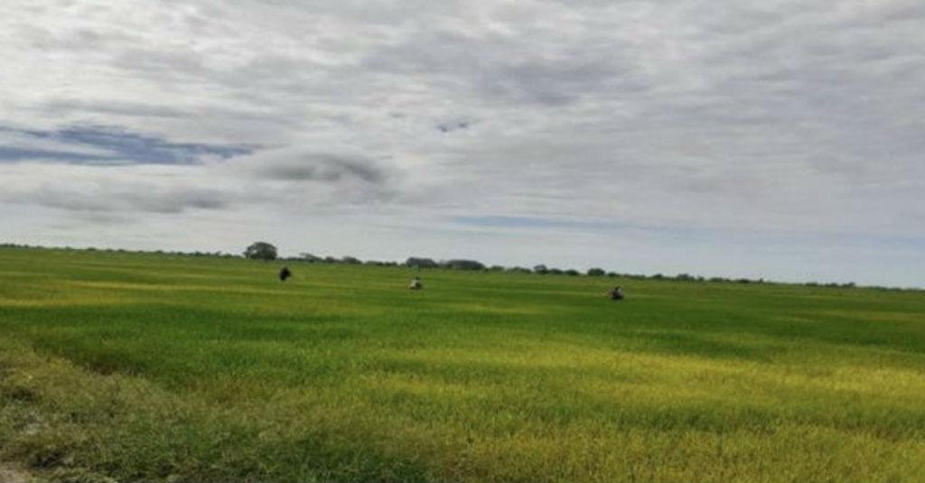 Musim Kemarau Diprediksi Panjang, Petani Diminta Percepat Masa Tanam