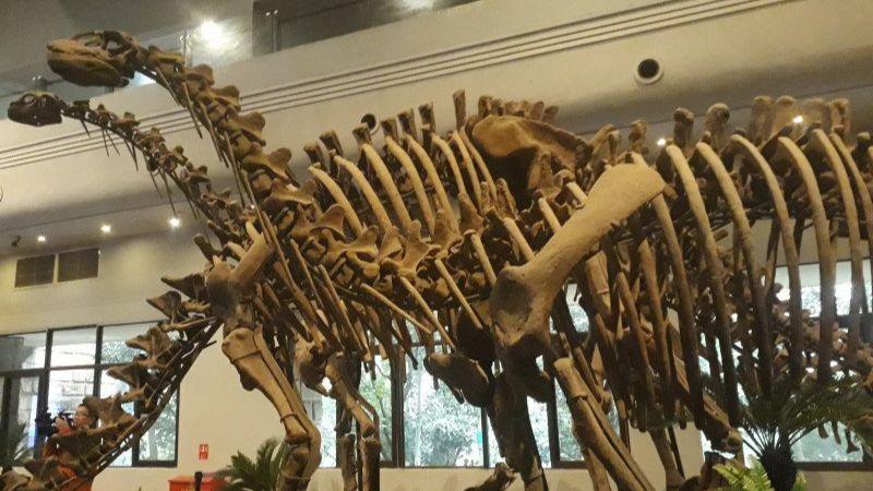 Jejak Dinosaurus Ditemukan di Xinjiang China