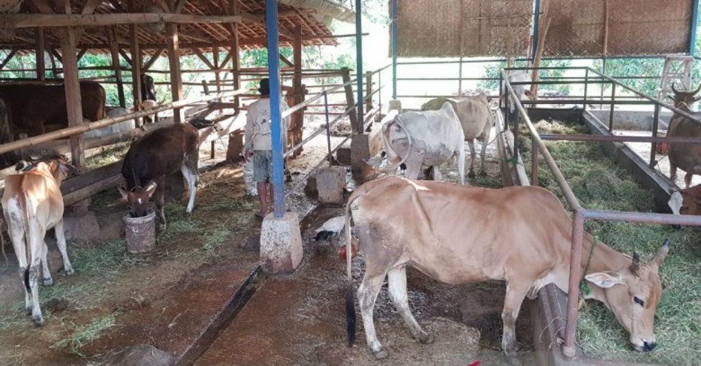 Kementan Jadikan Subang sebagai Proyek Pengembangan Sapi Potong