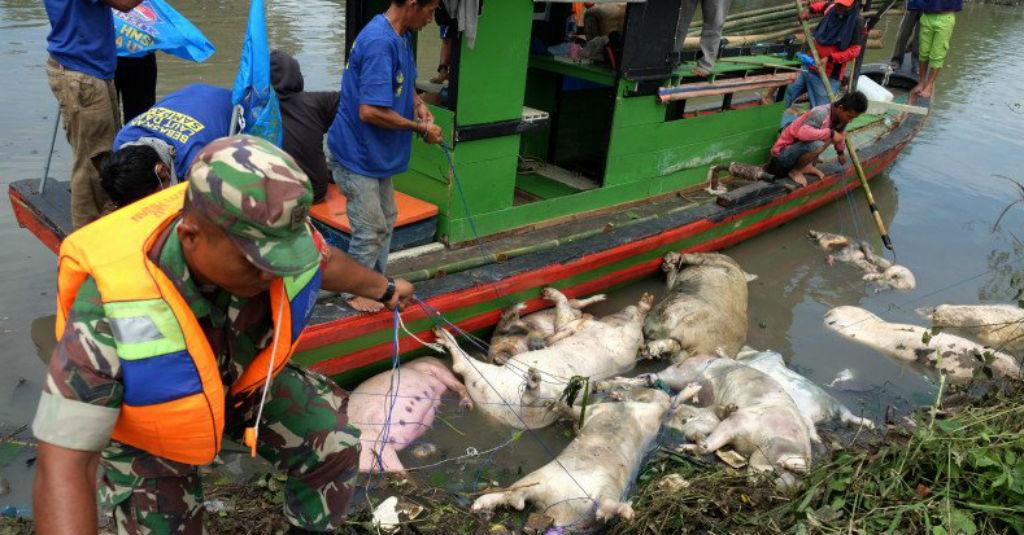 Khawatir Kasus Demam Babi, Kementan Tingkatkan Pengawasan