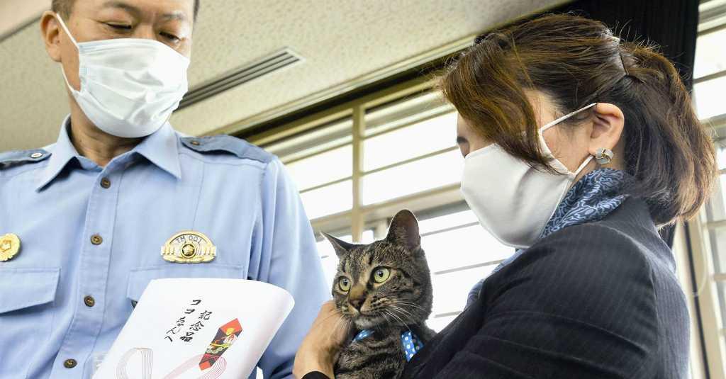 Kucing Bernama Koko di Jepang Selamatkan Nyawa Seorang Lansia