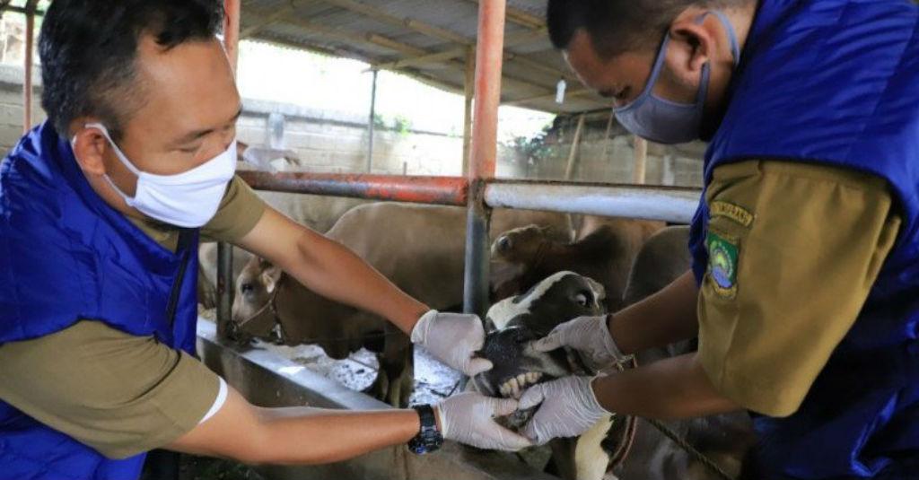Kementan Jamin Hewan Kurban Penuhi Aspek Halal