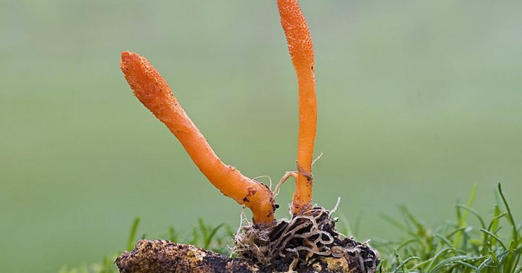 Dipercaya Ampuh Tingkatkan Imun, Begini Cara Mengonsumsi Jamur Cordyceps