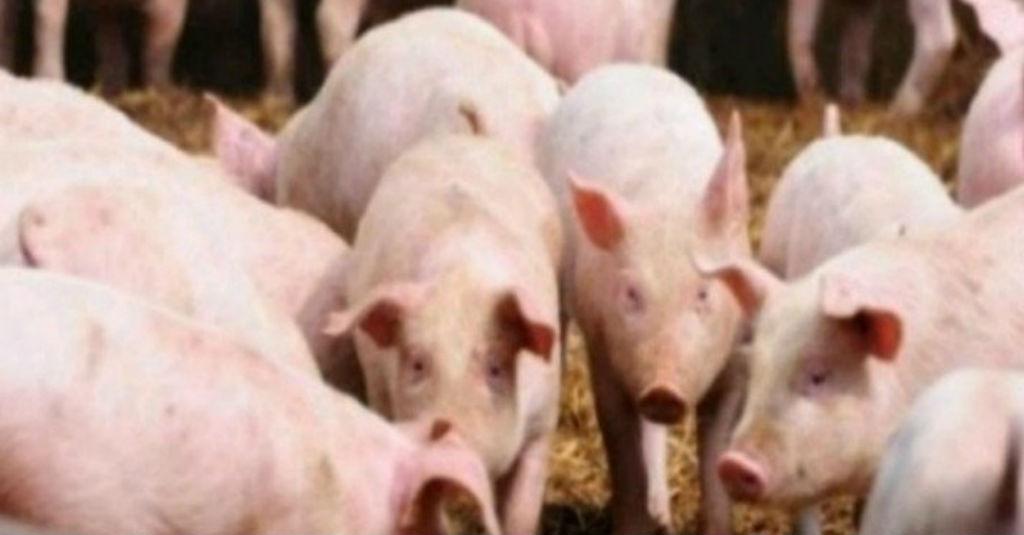 Kematian Babi Akibat Virus ASF di NTT Mencapai 22.000 Ekor